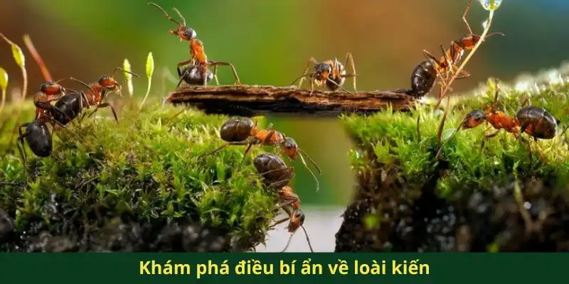 Khám phá điều bí ẩn về loài kiến