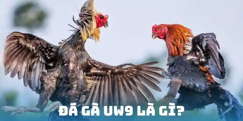 Khái niệm cổng cược kê chiến nhà cái