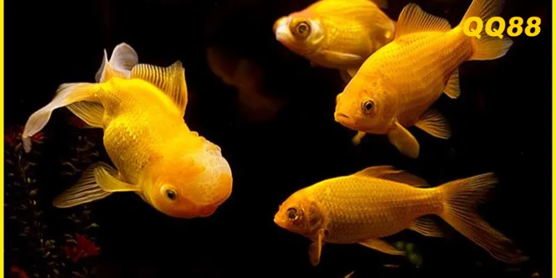 Mơ thấy cá vàng, cá chép hay cá khổng lồ đều mang đến điềm lành tài chính.