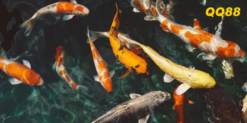 Mơ thấy cá là biểu tượng của tài lộc và sự thịnh vượng sắp gõ cửa.